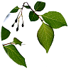 leaves in a circular icon